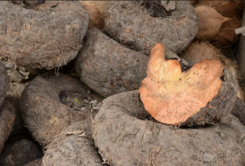 Konjac Glucomannan